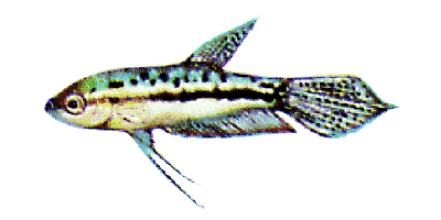 Knurrender Zwerggurami
