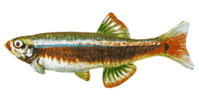 Kardinalfisch