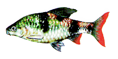Arulius barb