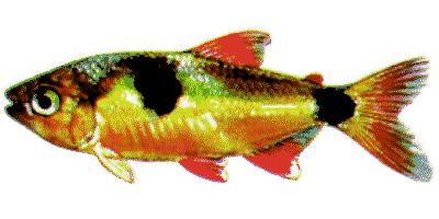 Zweitupfen-Raubsalmler
