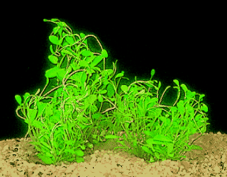 Australian tongue leaf