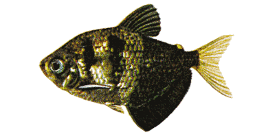 Trauermantelsalmler