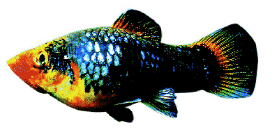 Black Platy