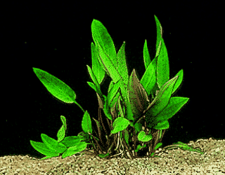 Beckett´s Wasserkelch