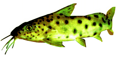 Njassa-Fiederbartwels