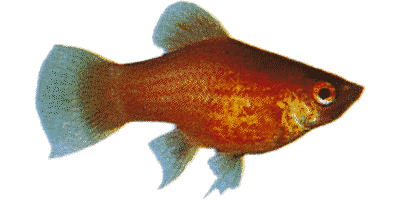 Korallenplaty