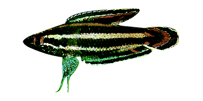 Licorice Gourami