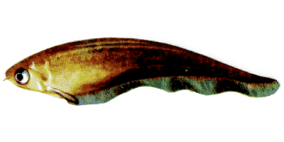 Afrivan Knife fish