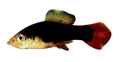 Hawaii-Platy