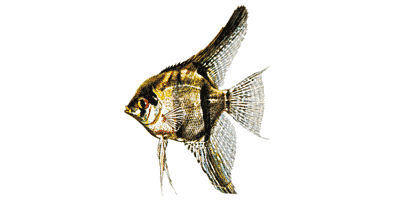 Segelflosser