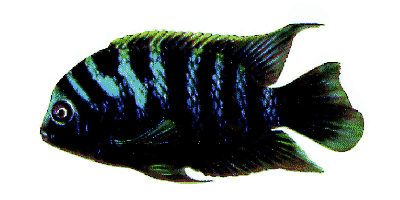 Convict Cichlid