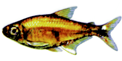Gold tetra