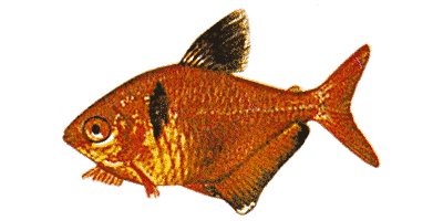 Serpae tetra