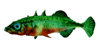3-stachliger Stichling