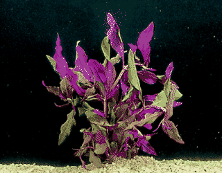 Cardinal red parrot leaf