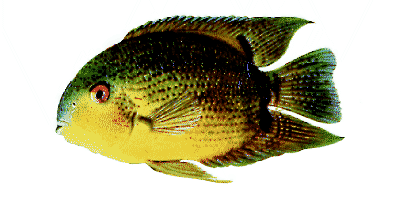 Augenfleckbuntbarsch