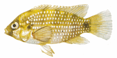 Thomas Prachtbarsch'