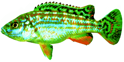 Perle von Likoma