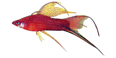 Lyretail Swordtail