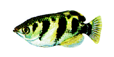 Schützenfisch