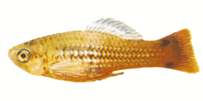 Papageienplaty
