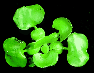 Water hyacinth