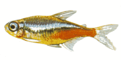 Neonsalmler