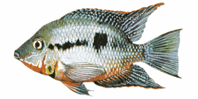 Firemouth Cichlid