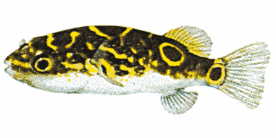 Palembang-Kugelfisch