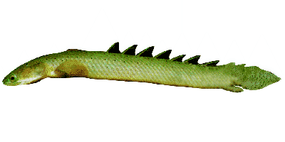 Senegal-Flösselhecht