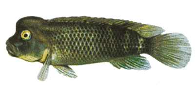 Buckelkopf-Cichlide