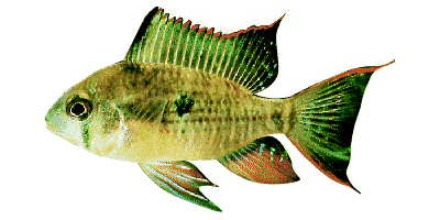 Bolivian Ram