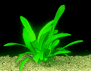 Breitblättriges Pfeilkraut