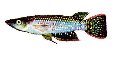 Streifenhechtling