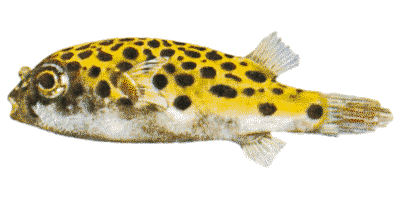 Grüner Kugelfisch