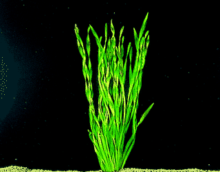 Crokscrew vallisneria