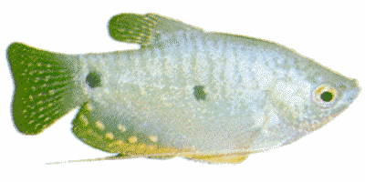 Blauer Fadenfisch