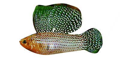 Segelkärpfling
