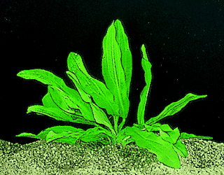 Große gewellte Amazonas