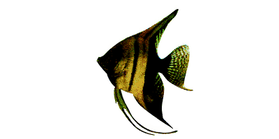 Striped angelfish