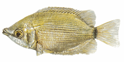 Küssender Gurami
