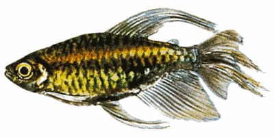 Blauer Kongosalmler
