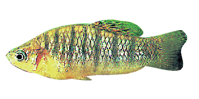 Black Band Limia