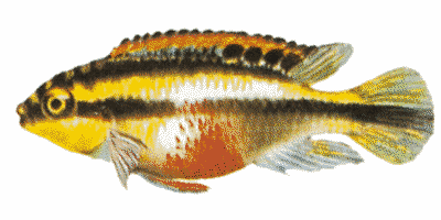 Purpurprachtbarsch