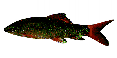 Grüner Fransenlipper