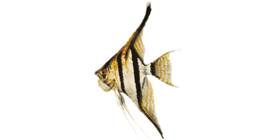 Hoher Segelflosser