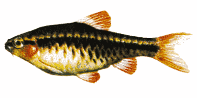 Bitterlingsbarbe