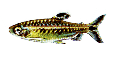 African red exe tetra