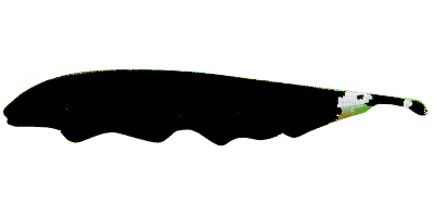 Weißstirn-Messerfisch