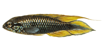 Agassizii Dwarf Cichlid